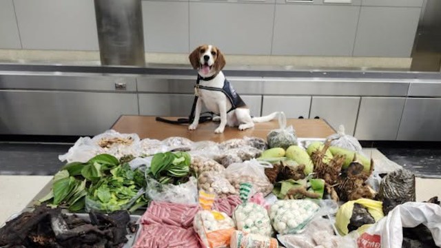 Maisy sitting behind smuggled items.
