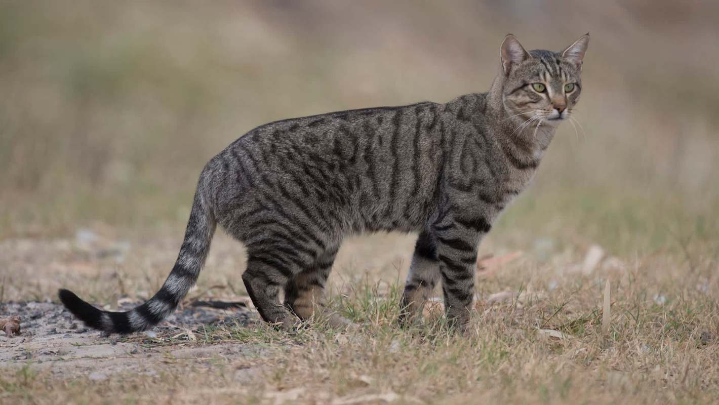 A feral tabby cat stands on grass, looking intently at its surroundings.
