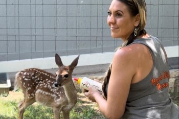 A woman holds a bottle, feeding a spotted fawn in a grassy area beside a gray wall.