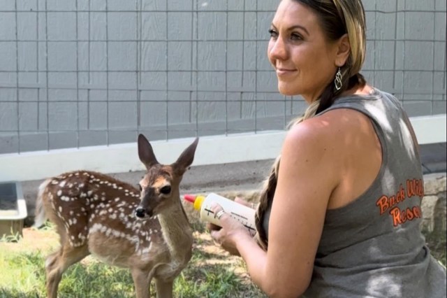 A woman holds a bottle, feeding a spotted fawn in a grassy area beside a gray wall.