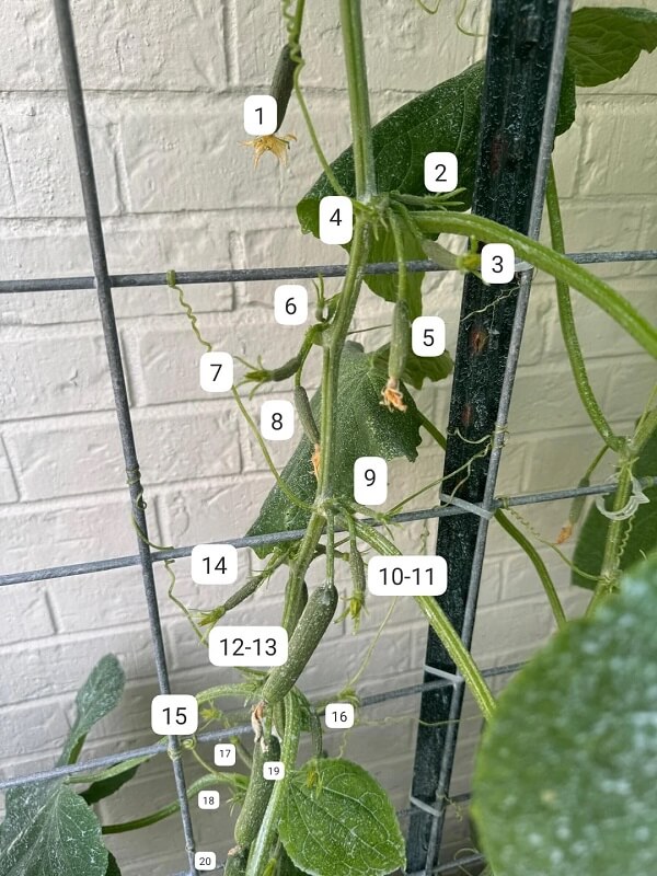 Nearly two dozen cucumbers on a vine. 