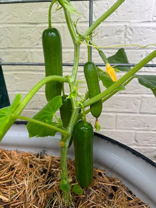 Cucumbers on the vine. 