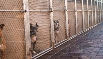 Several dogs are peering out from behind wire mesh fences in a kennel.