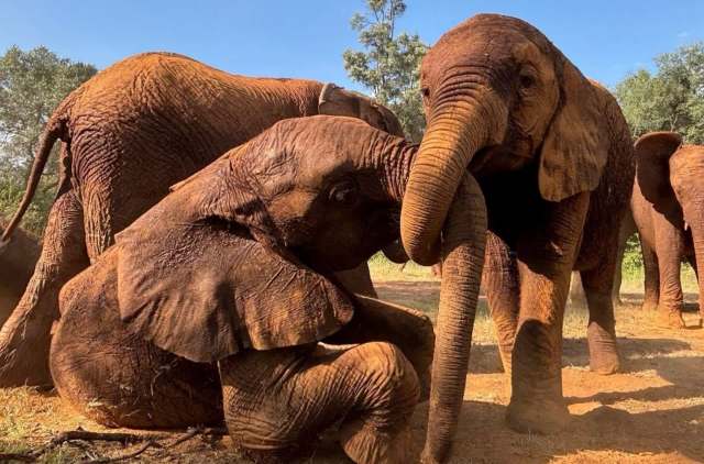 A group of elephants interacting in a sunny outdoor setting, with one elephant playfully kneeling.
