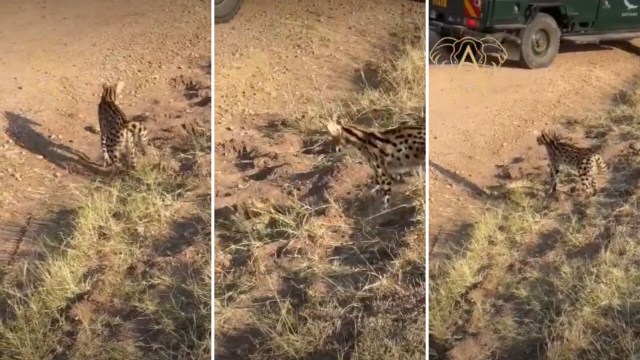 A cat and a puff adder on a sandy path.
