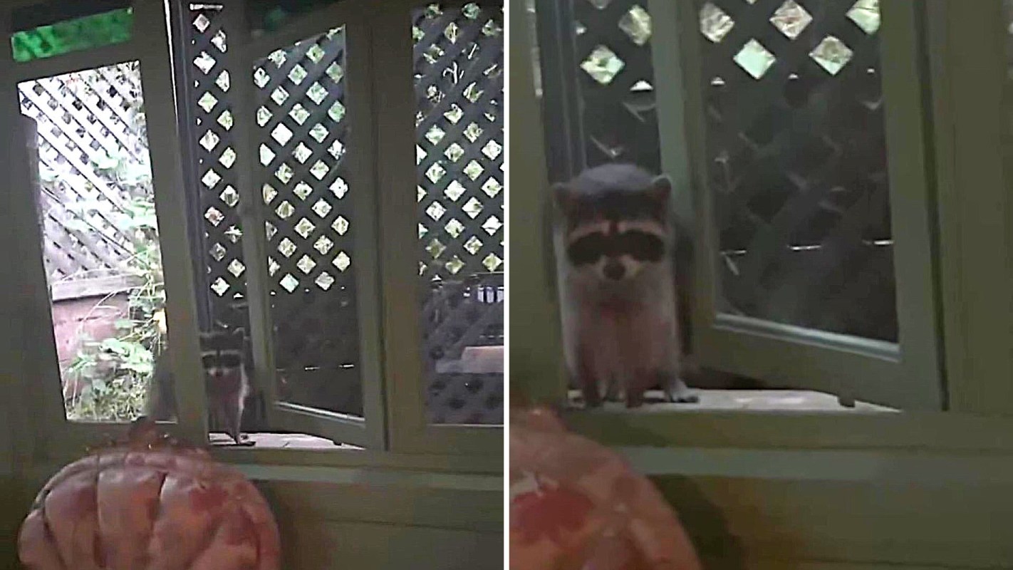 A raccoon peeks through an open window surrounded by wooden lattice.