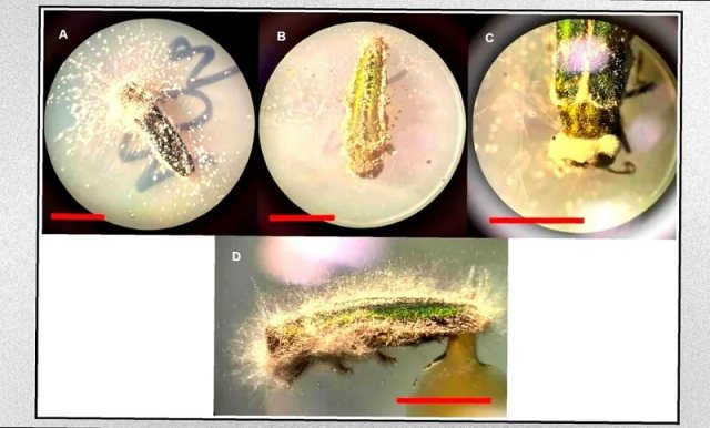 Emerald ash borer beetle infected with parasitic fungi in a laboratory.
