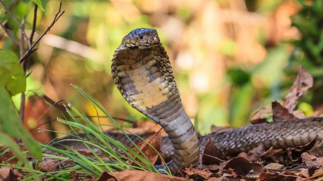 A cobra.