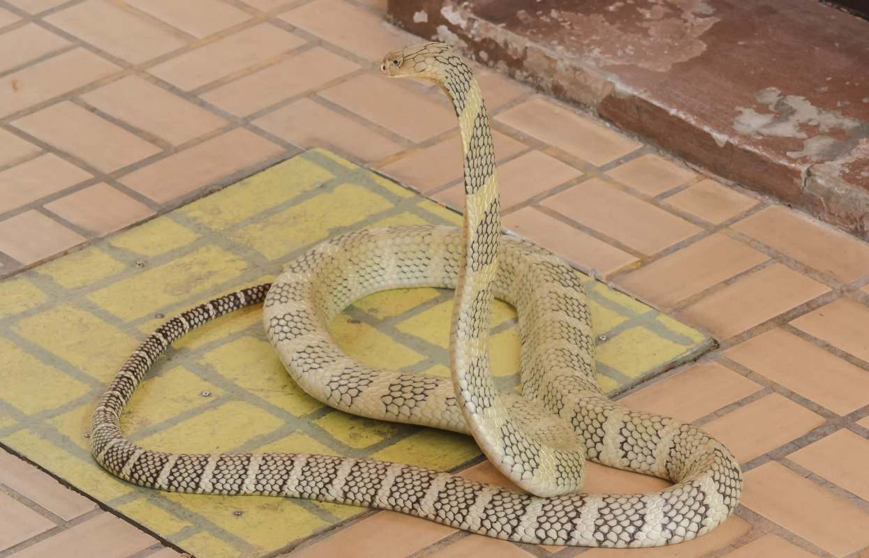 A king cobra with a patterned body rests on a tiled floor.