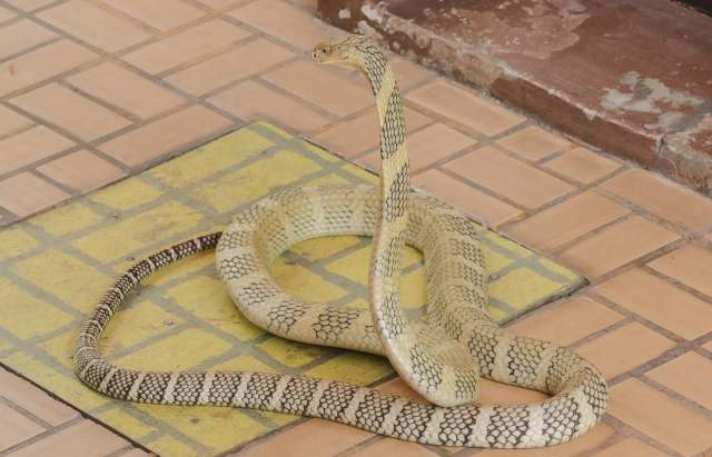 A king cobra with a patterned body rests on a tiled floor.