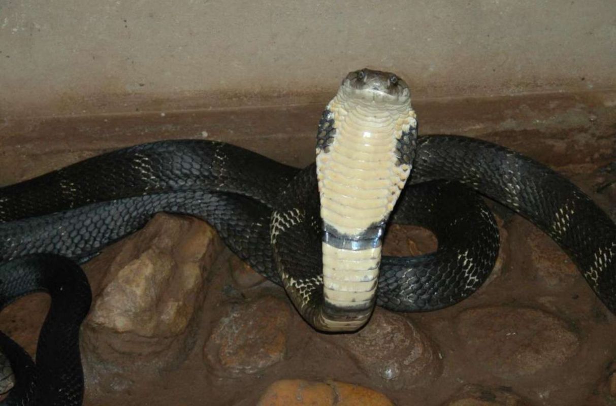 A black and white cobra flaring its hood.