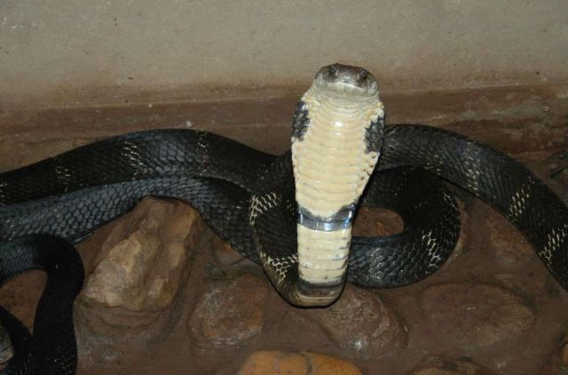 A black and white cobra flaring its hood.