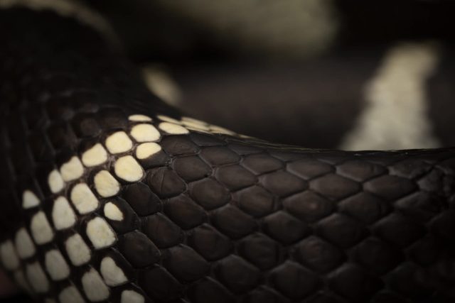 A close-up view of a snake's scales, featuring a pattern of black and cream-colored hexagonal shapes.