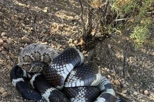 A king snake tangled with a rattle snake.