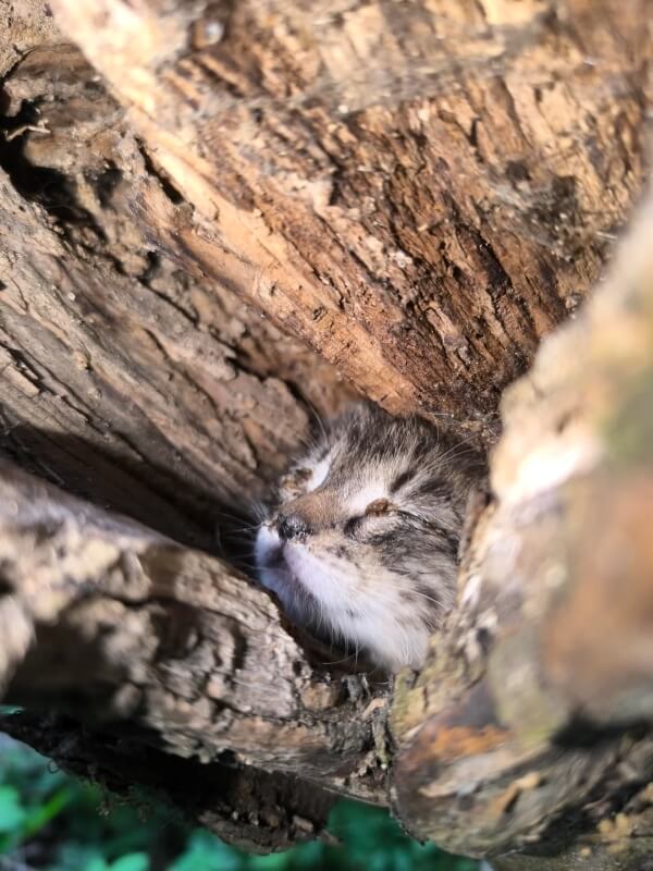 A cat's head visible in a tree.