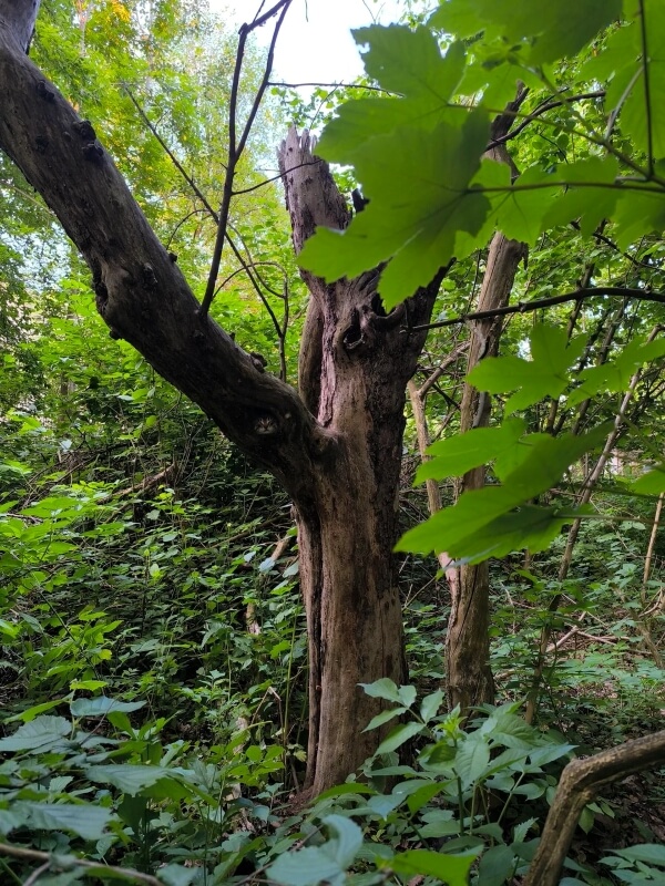 A damaged tree with a cat's head visible in a small gap.