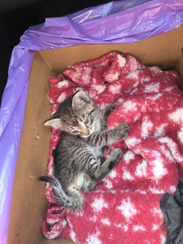 A cat in a blanket.