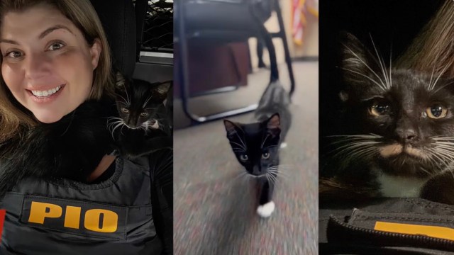 A person holds a kitten on their shoulder, and two images show the kitten walking and curled up.
