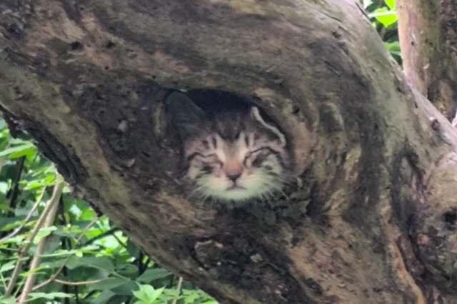A small cat peeks out from a hollow in a tree, surrounded by greenery.
