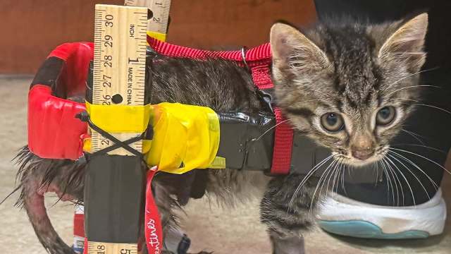 A kitten attached to a DIY wheelchair made with rulers, zip-ties, and Hot Wheels.