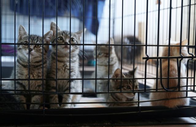 Kittens in a cage.