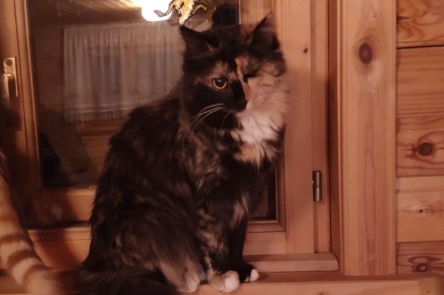 A cat with one eye.