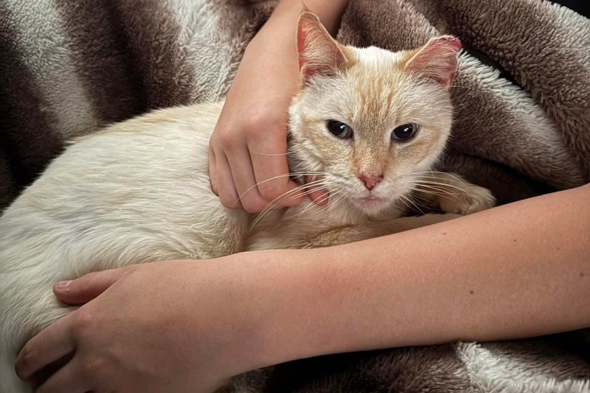 A cat laying on a blanket in someone's lap.