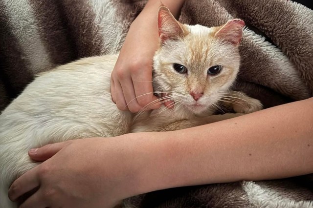 A cat laying on a blanket in someone's lap.