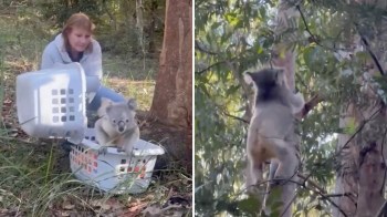 A person releases a koala from a basket into a tree in a wooded area.