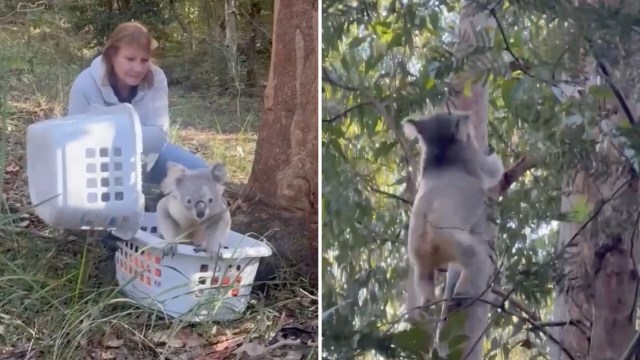 A person releases a koala from a basket into a tree in a wooded area.