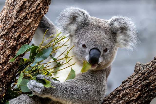 A koala sitting in a tree.