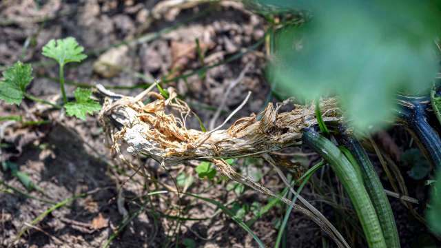 A damaged zucchini root.