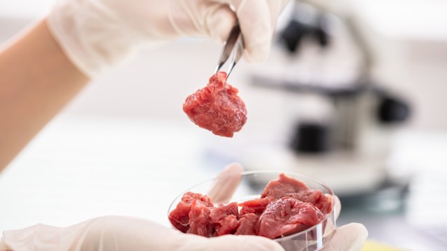 A gloved hand holds a piece of raw meat above a dish containing more raw meat, with a microscope in the background.