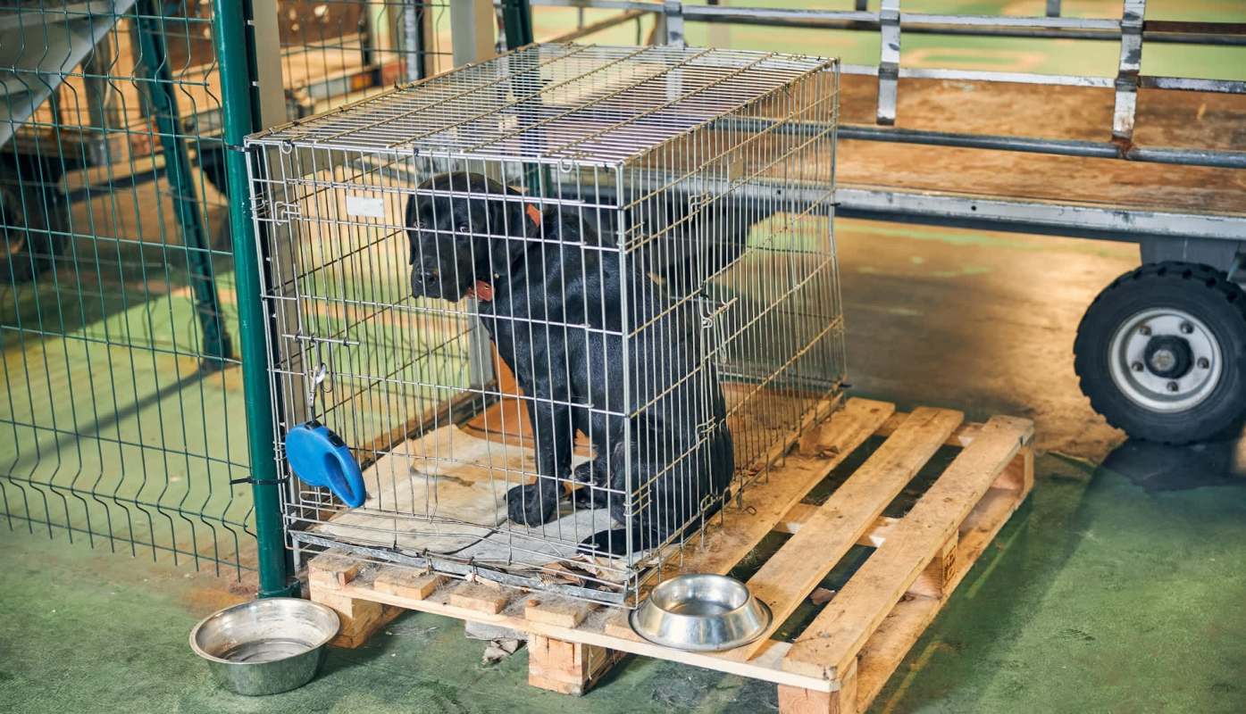 A black dog inside a metal cage on a wooden pallet.