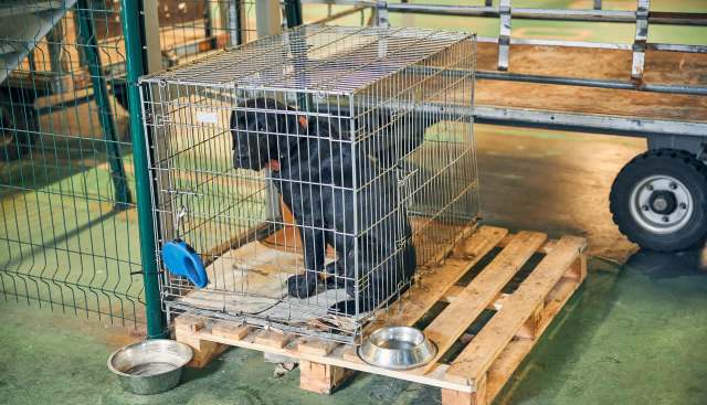 A black dog inside a metal cage on a wooden pallet.