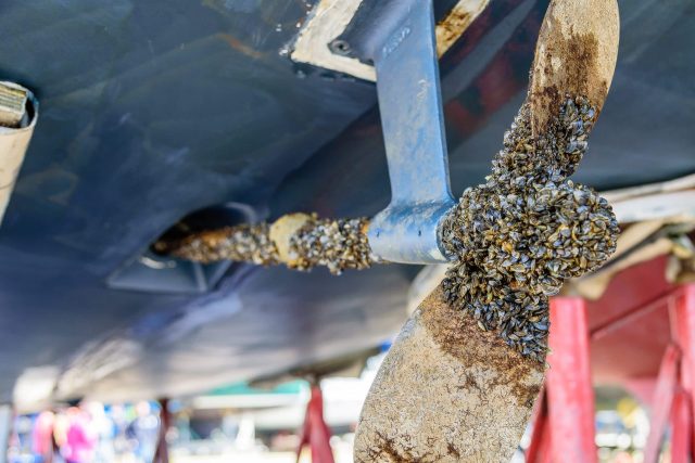 A boat propeller covered in zebra mussels.