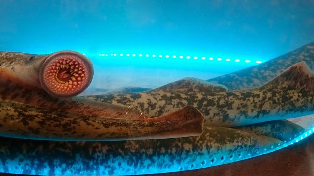 Lampreys.
