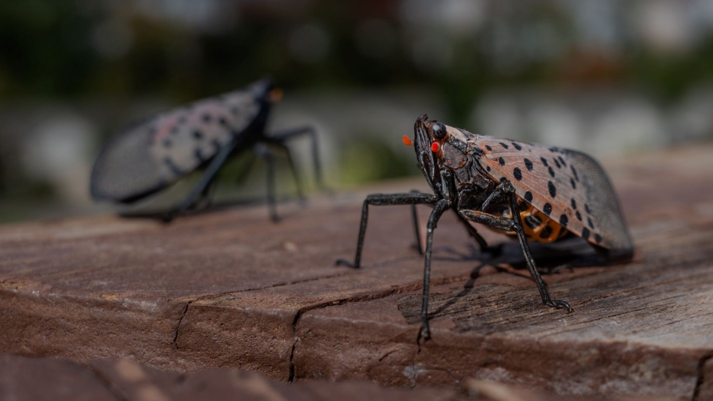 Spotted lanternflies on a deck.