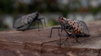 Spotted lanternflies on a deck.