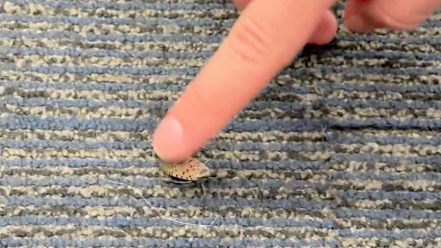 A person touching a spotted lanternfly.