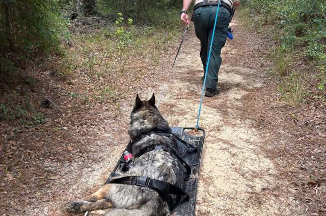 A dog rests on a sled while being pulled along a forest path by a person in uniform.