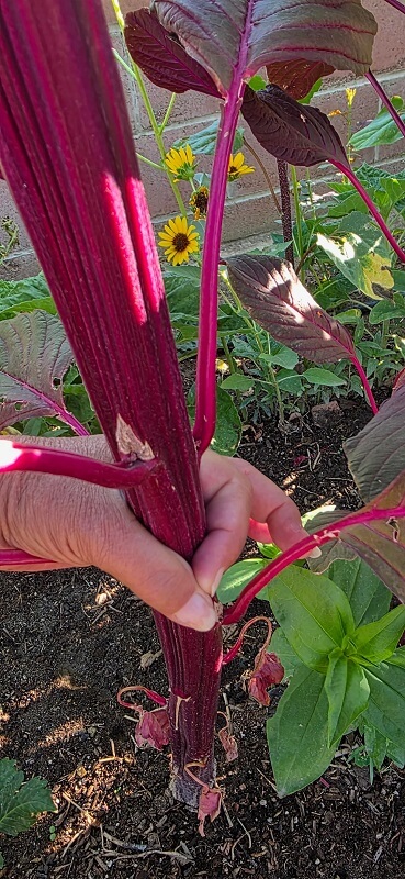 A thick purple plant stalk.