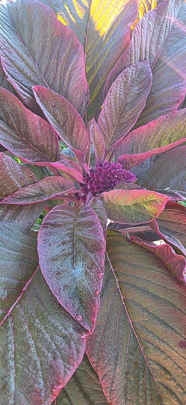 Large purple flower leaves.