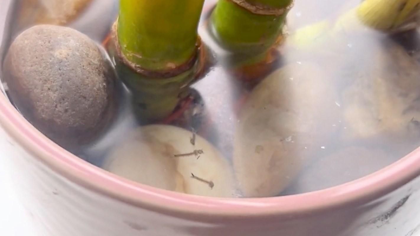 A close-up of a decorative pot containing bamboo stalks, smooth stones, and bugs swimming in the water.