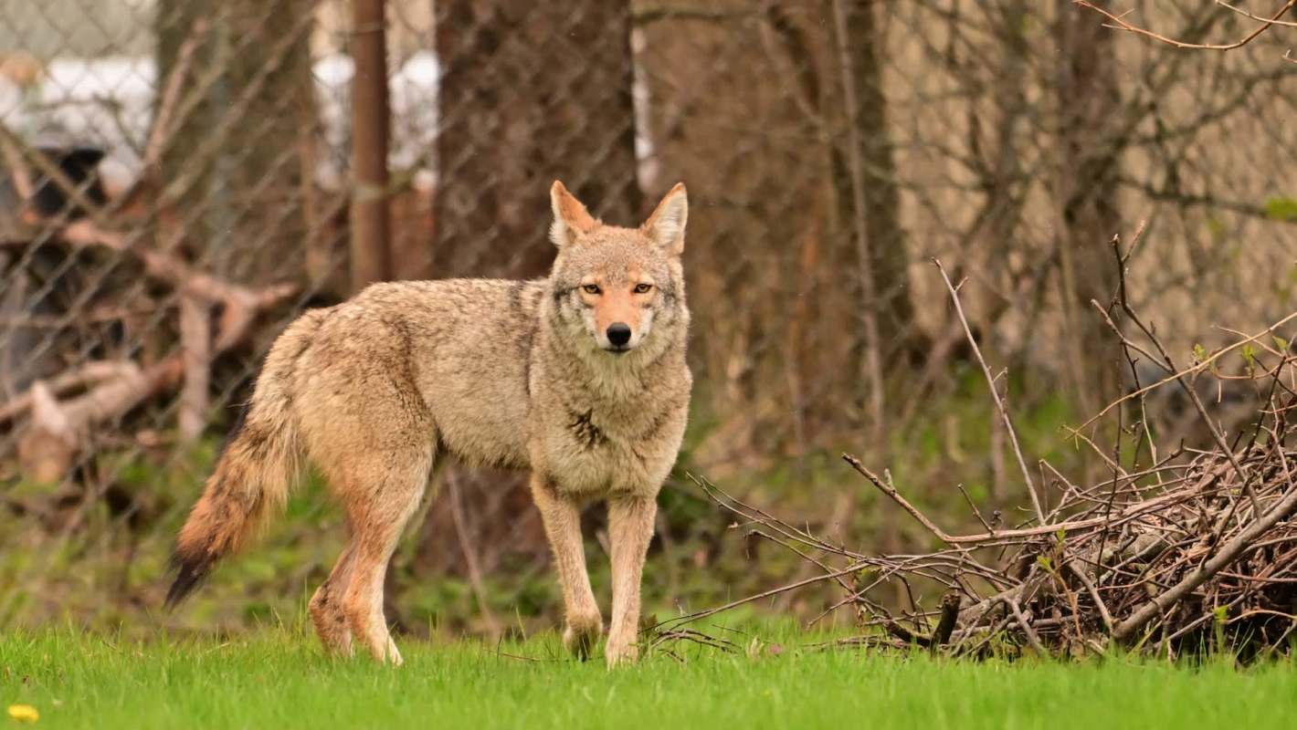 A coyote standing alert in a grassy area with a background of trees, brush and a fence.