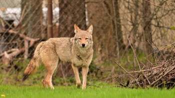 A coyote standing alert in a grassy area with a background of trees, brush and a fence.