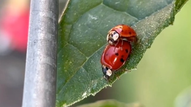 Two ladybugs mating on a green leaf with a blurred background.