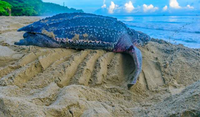 A leatherback sea turtle resting on sandy beach.