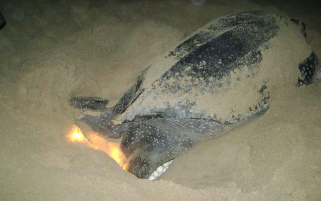 A leatherback sea turtle digging a nest in the sand, partially revealing its eggs underneath.