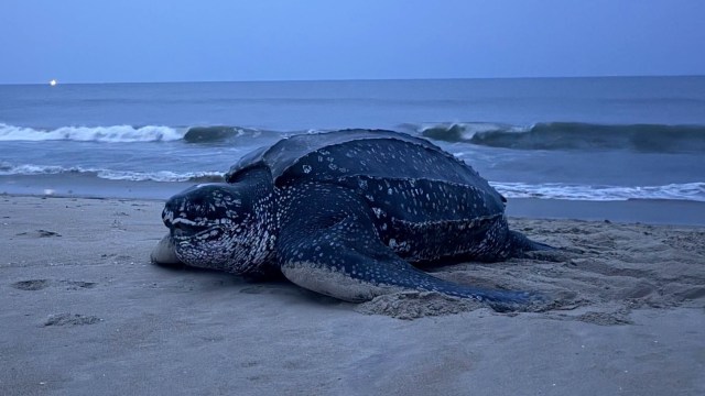 A leatherback sea turtle on a sandy beach near the ocean.
